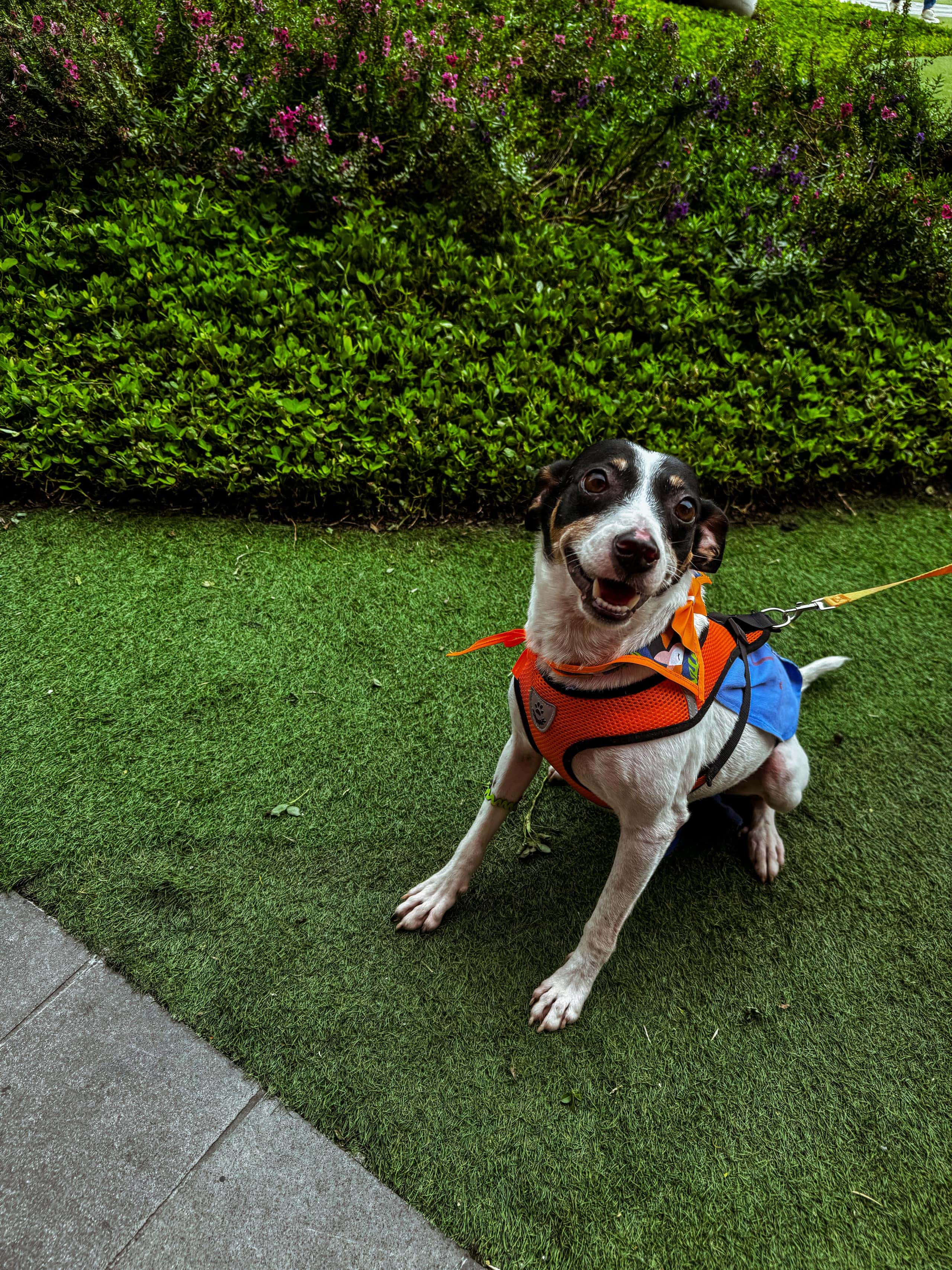 Animais e voluntários da OBA Floripa